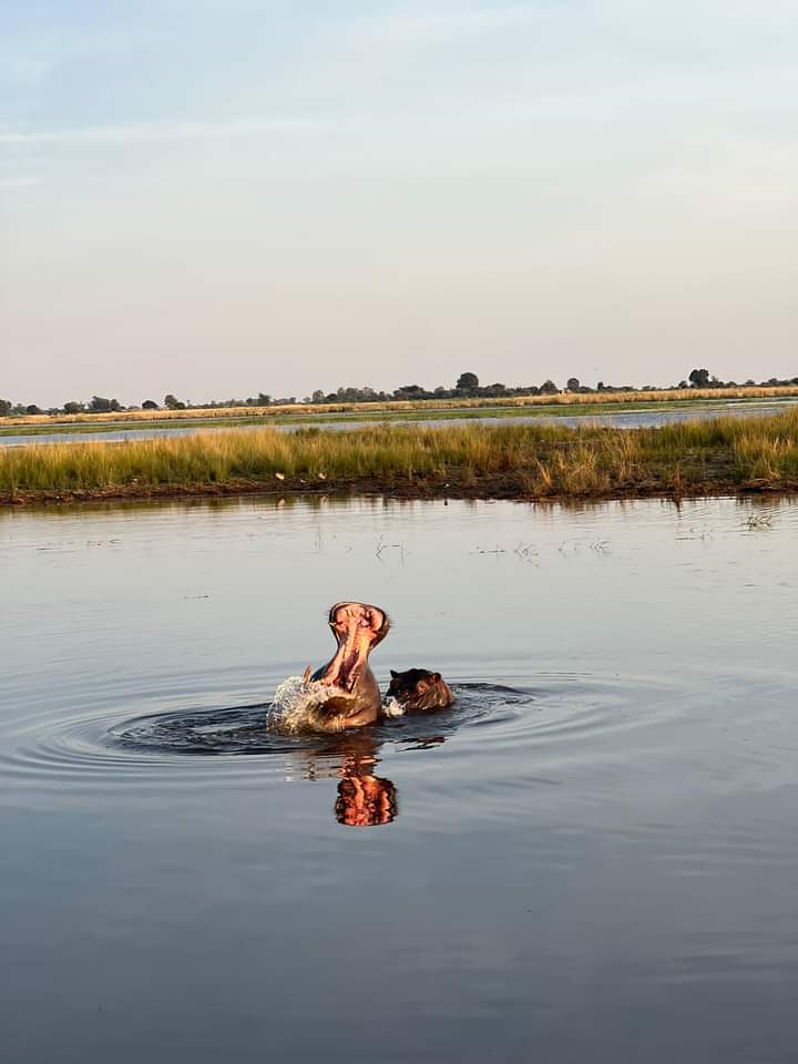 Day 3. Chobe National Park