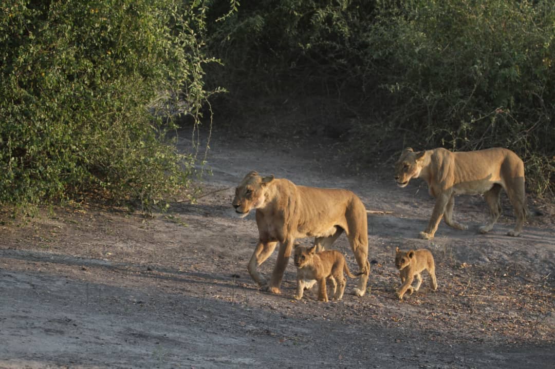 Day 2- Chobe National Park